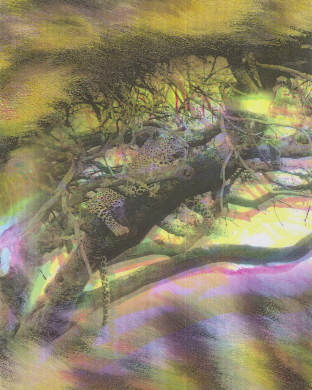 2025 Official Poster - 78th Locarno Film Festival - by Wolfgang Tillmans