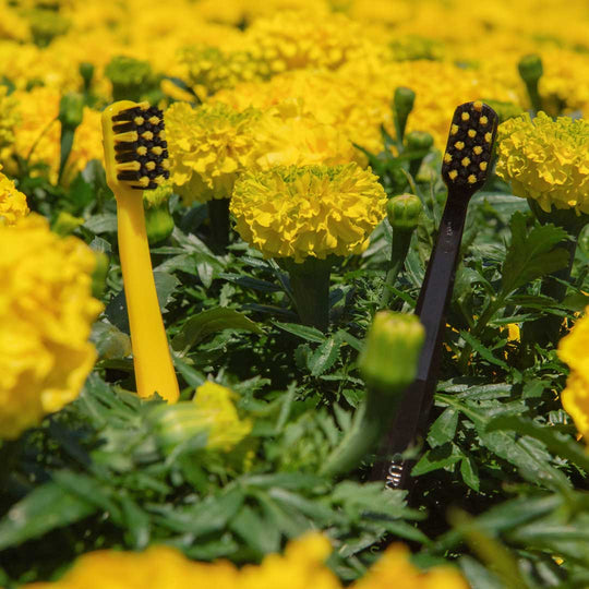 Limited Edition Pardo-Themed Curaprox Toothbrushes